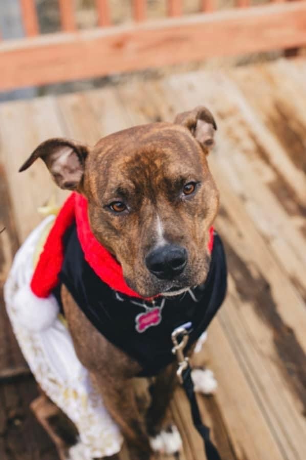 Princess Leia, an adoptable American Staffordshire Terrier in Troy, MI, 48099 | Photo Image 1