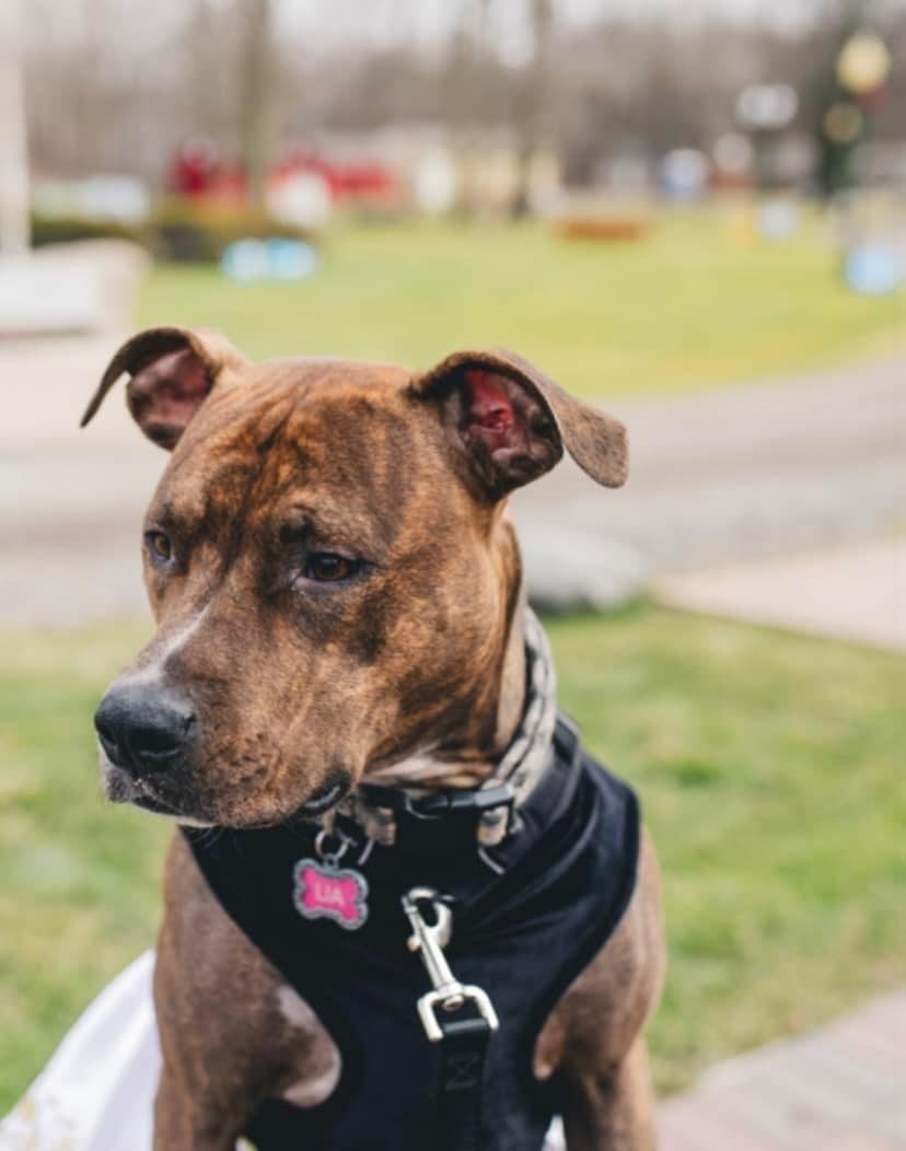Princess Leia, an adoptable American Staffordshire Terrier in Troy, MI, 48099 | Photo Image 2
