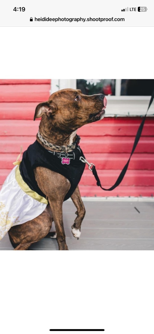 Princess Leia, an adoptable American Staffordshire Terrier in Troy, MI, 48099 | Photo Image 4