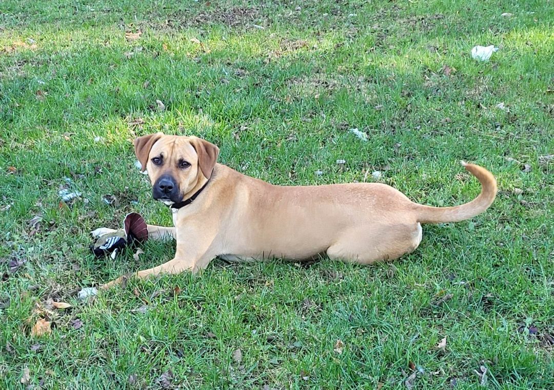 Cece *reduced adoption fee, an adoptable Boxer, Shepherd in Hillsdale, NY, 12529 | Photo Image 3