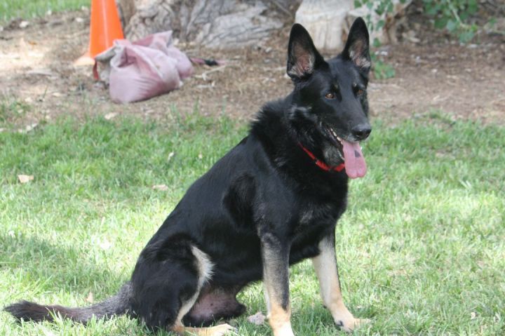 Noche, an adoptable German Shepherd Dog in Albuquerque, NM_image-3
