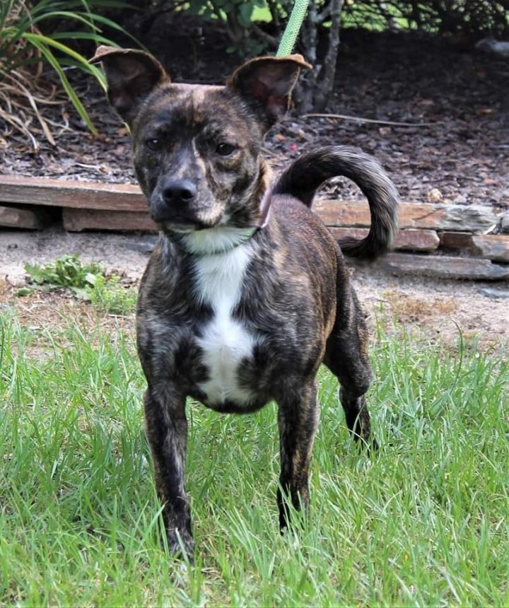 Reeses, an adoptable Terrier Mix in Breinigsville, PA_image-1