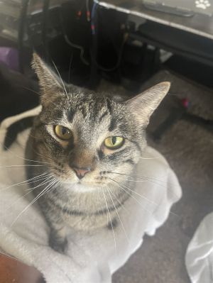 Hello my name is Milly and I am a healthy gray Tabby domestic short-hair indoo