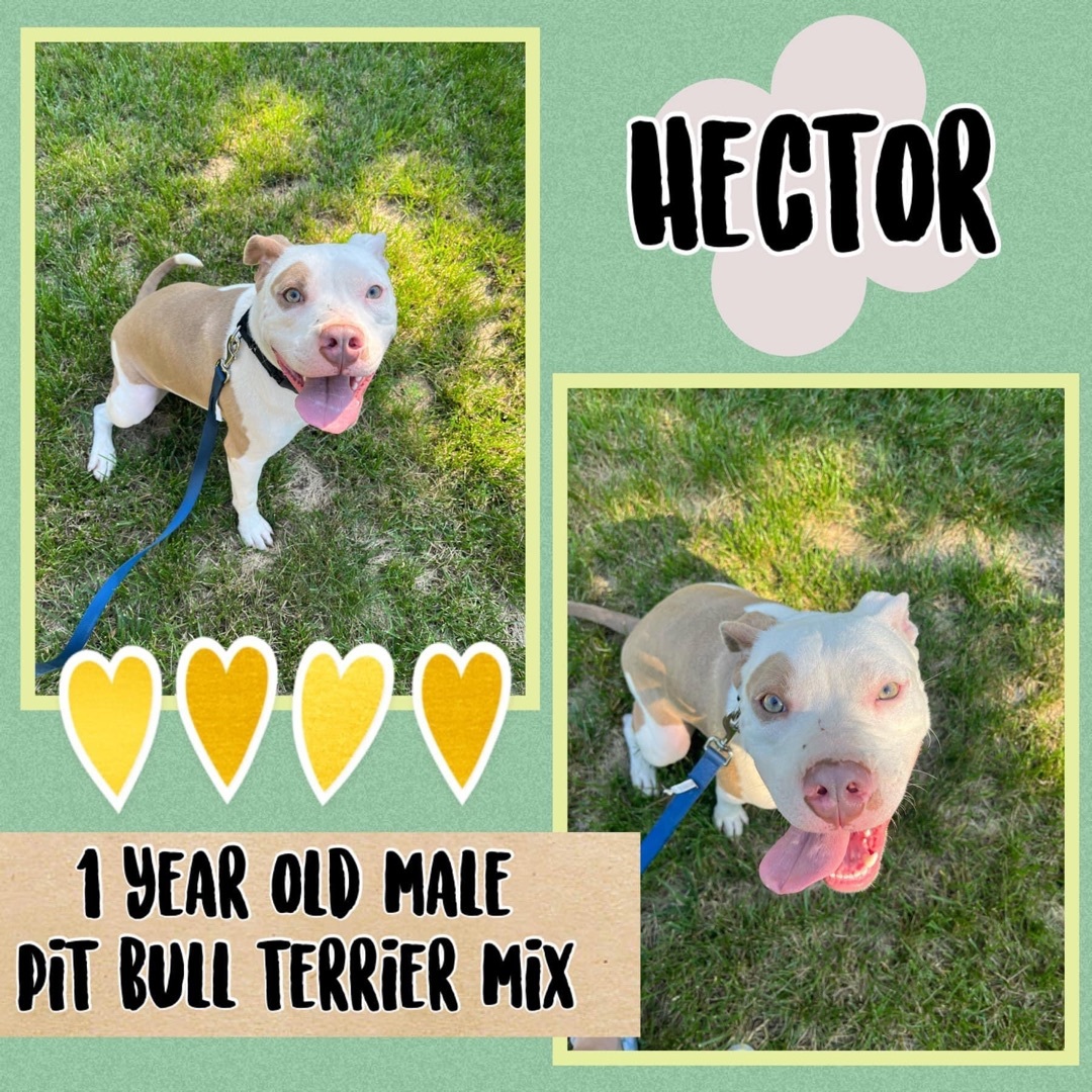 Hector