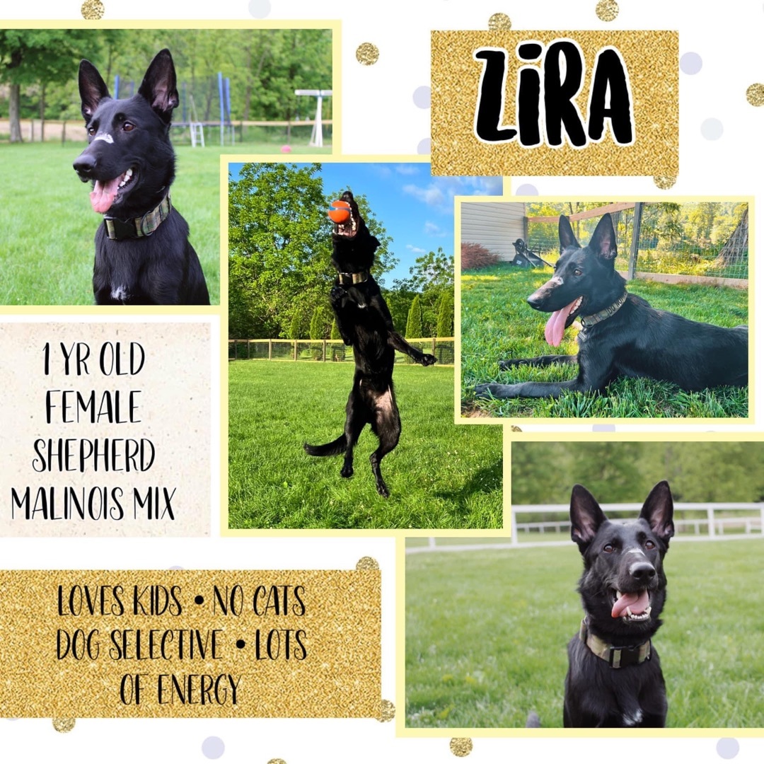 Zira