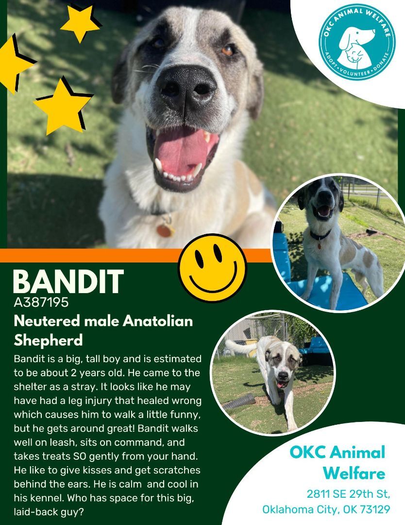 BANDIT 387195 DogAdoptionFeesWaivedUntilFurtherNotice!