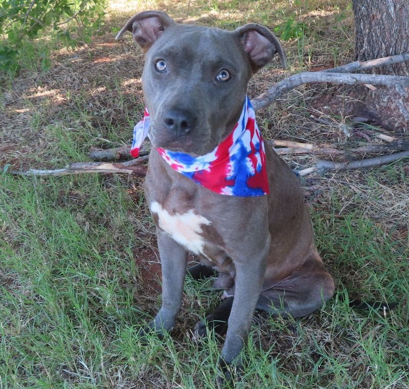 MILLIE 387597 *DogAdoptionFeesWaivedUntilFurtherNotice!