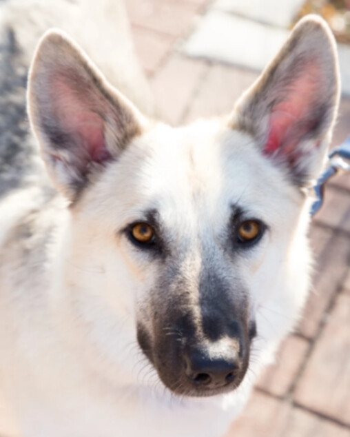 Sterling , an adoptable German Shepherd Dog & Siberian Husky Mix in Chicago, IL_image-3