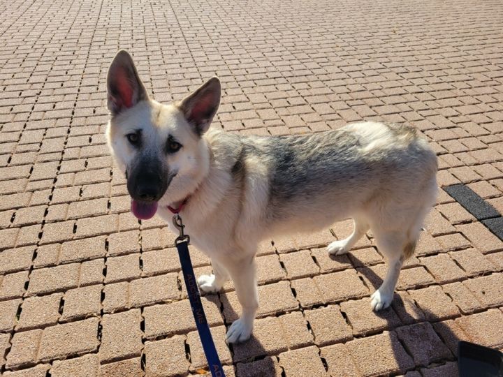 Sterling , an adoptable German Shepherd Dog & Siberian Husky Mix in Chicago, IL_image-4