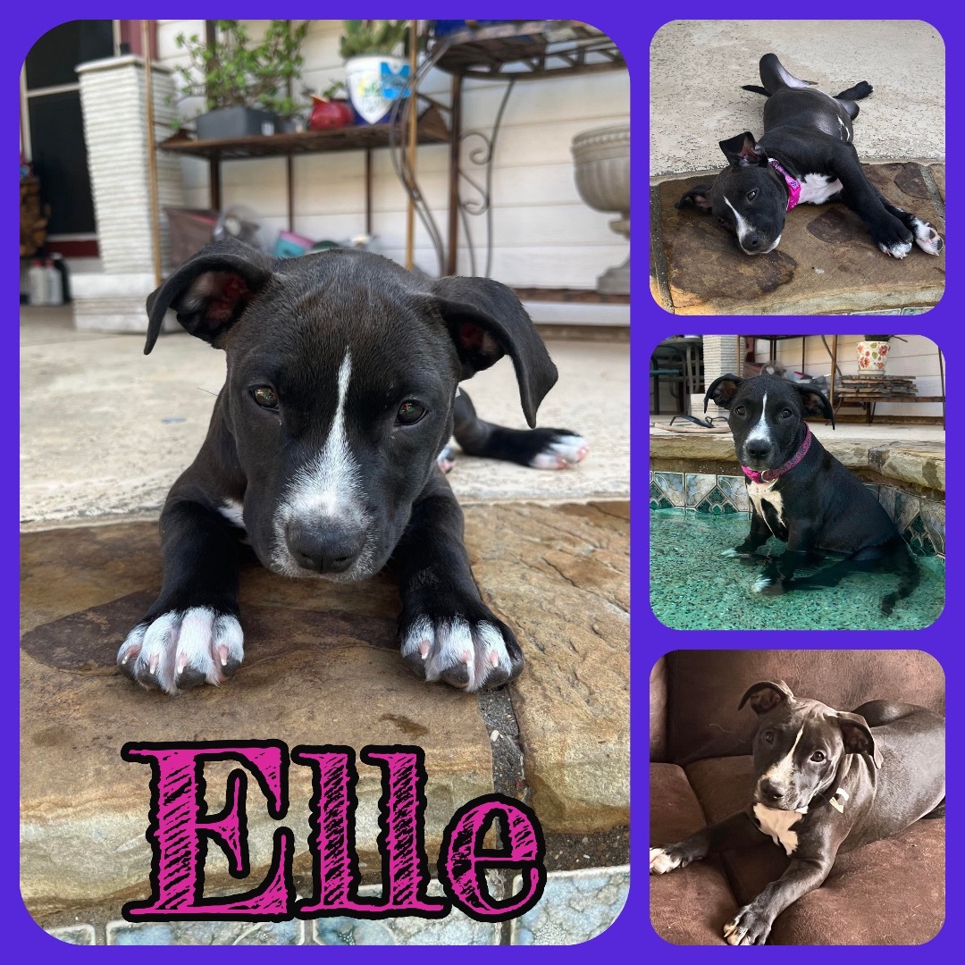 Elle