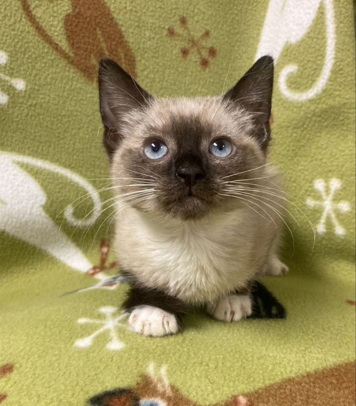 Concha, an adopted Siamese Mix in Los Alamitos, CA_image-1