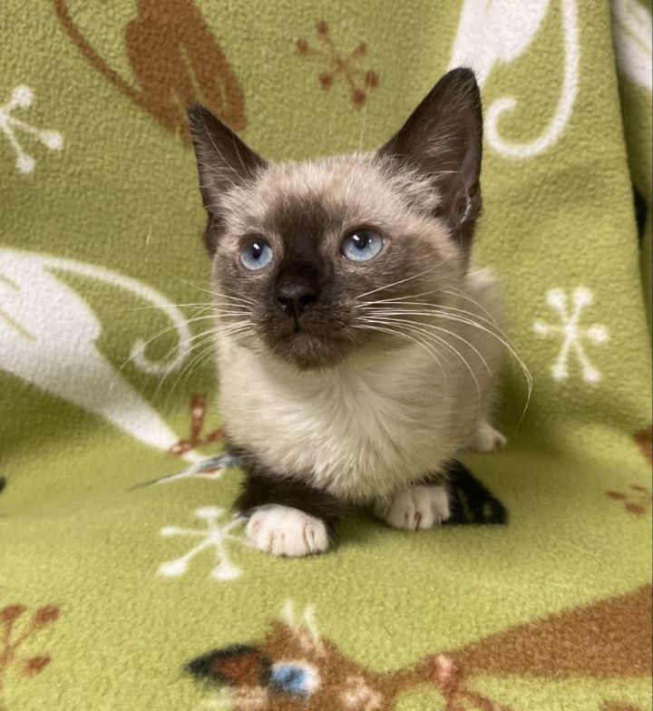 Concha, an adopted Siamese Mix in Los Alamitos, CA_image-3