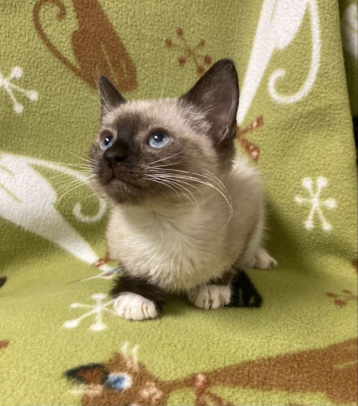 Concha, an adopted Siamese Mix in Los Alamitos, CA_image-4
