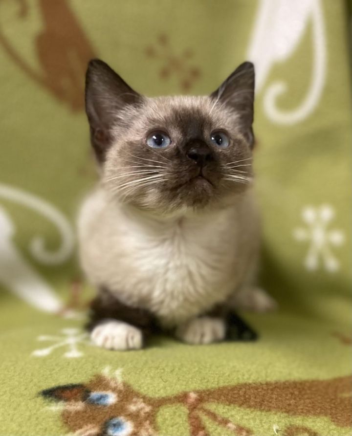 Concha, an adopted Siamese Mix in Los Alamitos, CA_image-5