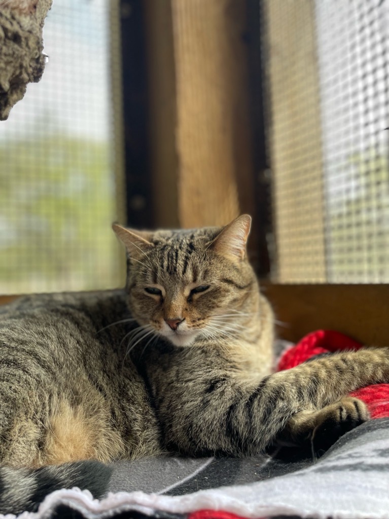 Sheba, an adoptable American Shorthair in Fulton, TX, 78358 | Photo Image 1