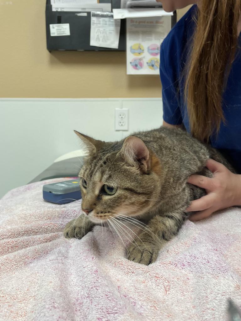 Sheba, an adoptable American Shorthair in Fulton, TX, 78358 | Photo Image 2