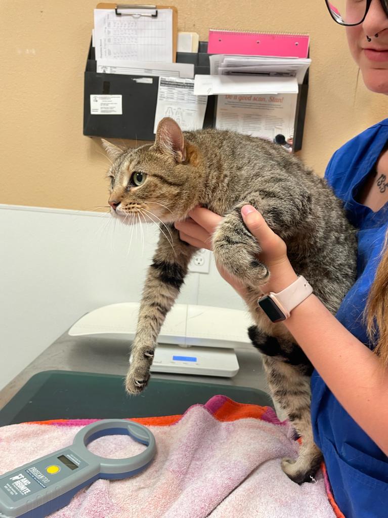 Sheba, an adoptable American Shorthair in Fulton, TX, 78358 | Photo Image 3