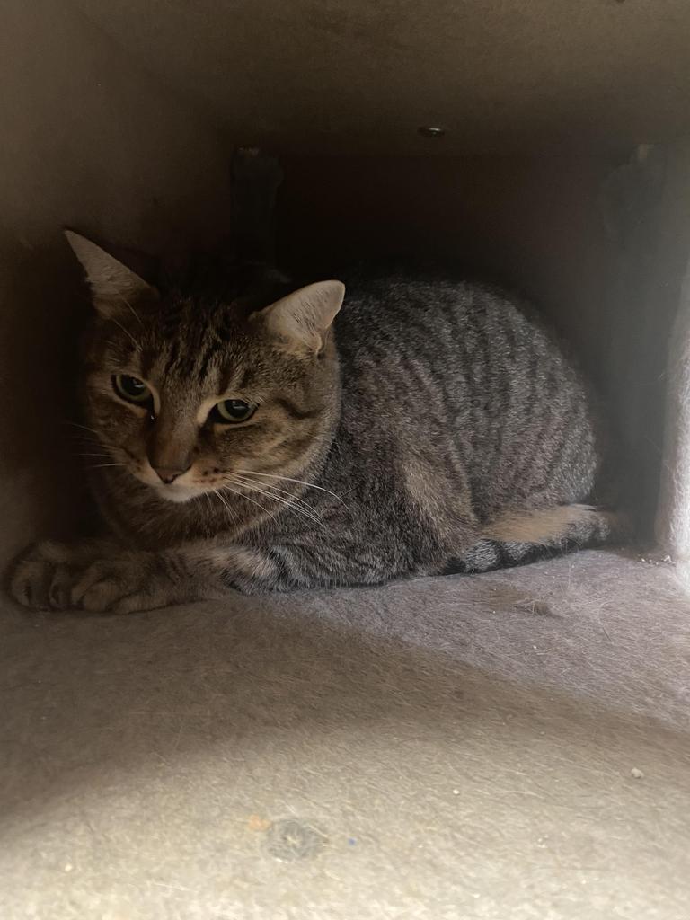 Sheba, an adoptable American Shorthair in Fulton, TX, 78358 | Photo Image 4