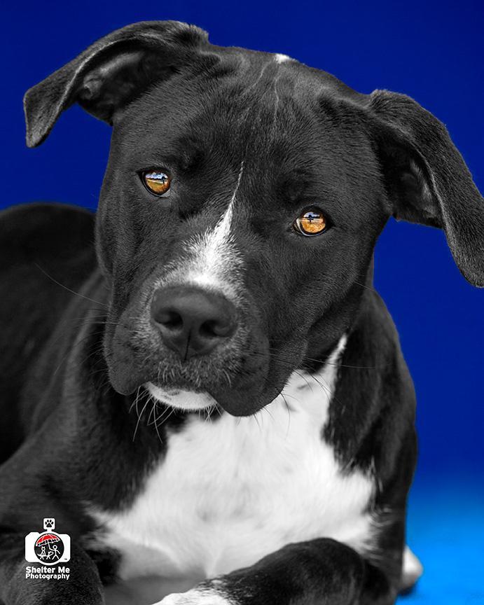 Diva, an adoptable Pit Bull Terrier, Mixed Breed in Denham Springs, LA, 70726 | Photo Image 1