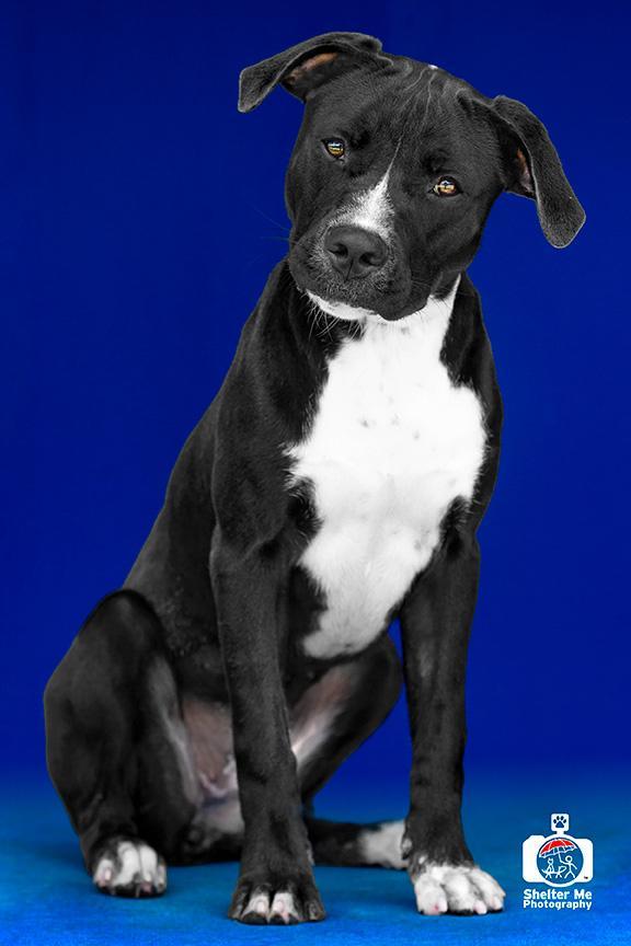 Diva, an adoptable Pit Bull Terrier, Mixed Breed in Denham Springs, LA, 70726 | Photo Image 2