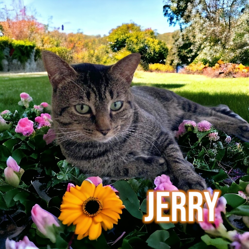 Jerry detail page
