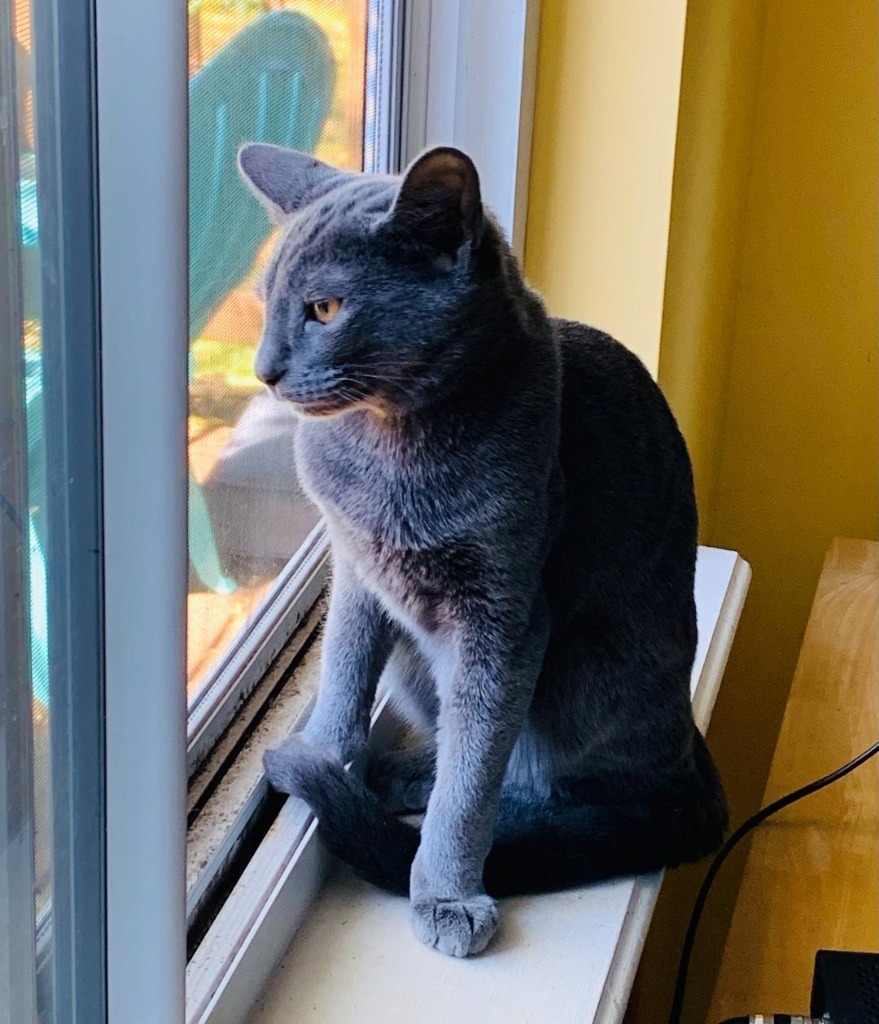 Rooster, an adoptable Domestic Short Hair in Hoover , AL, 35226 | Photo Image 3