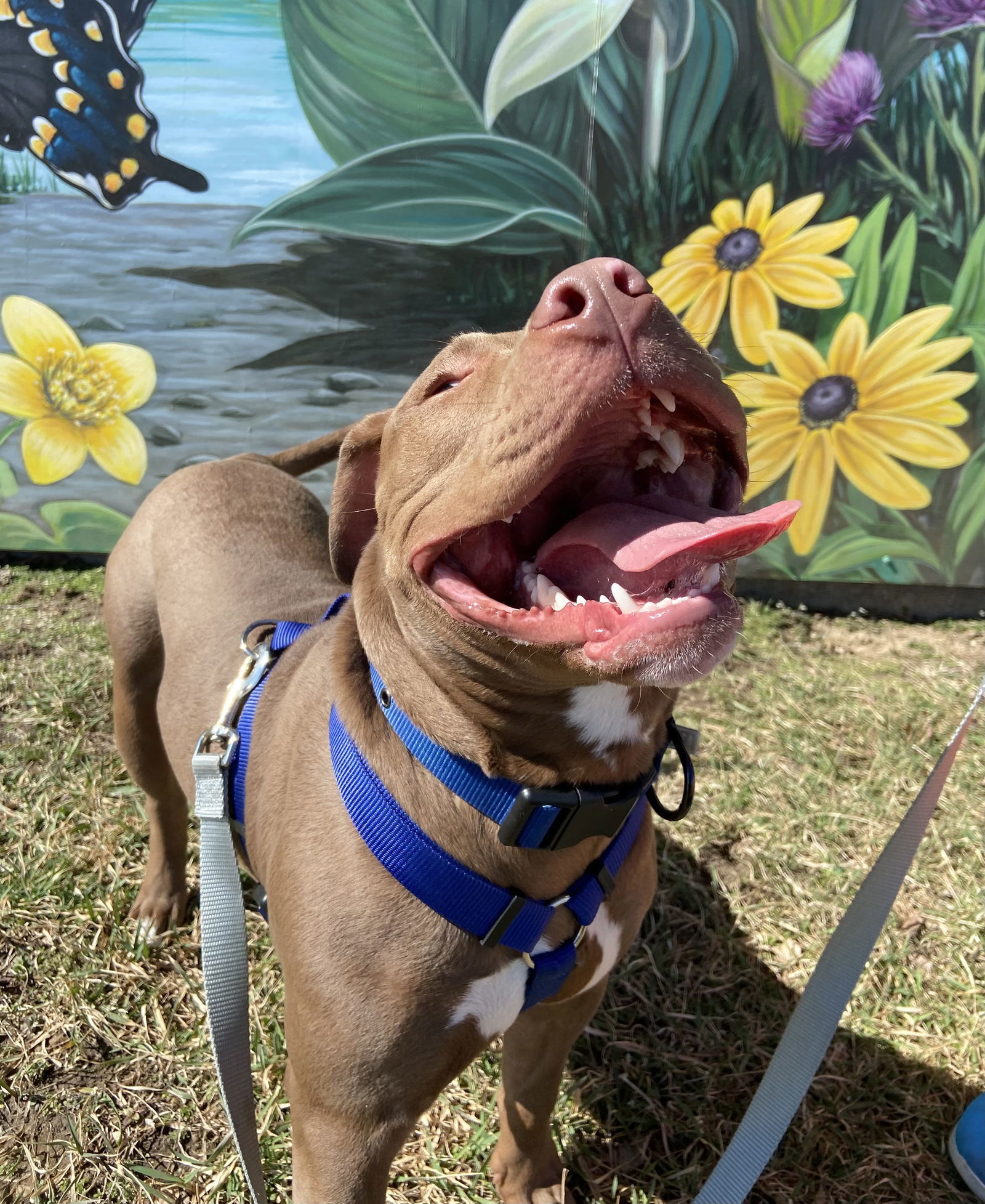 Thorfinn, an adoptable Pit Bull Terrier in Livonia, MI, 48151 | Photo Image 1