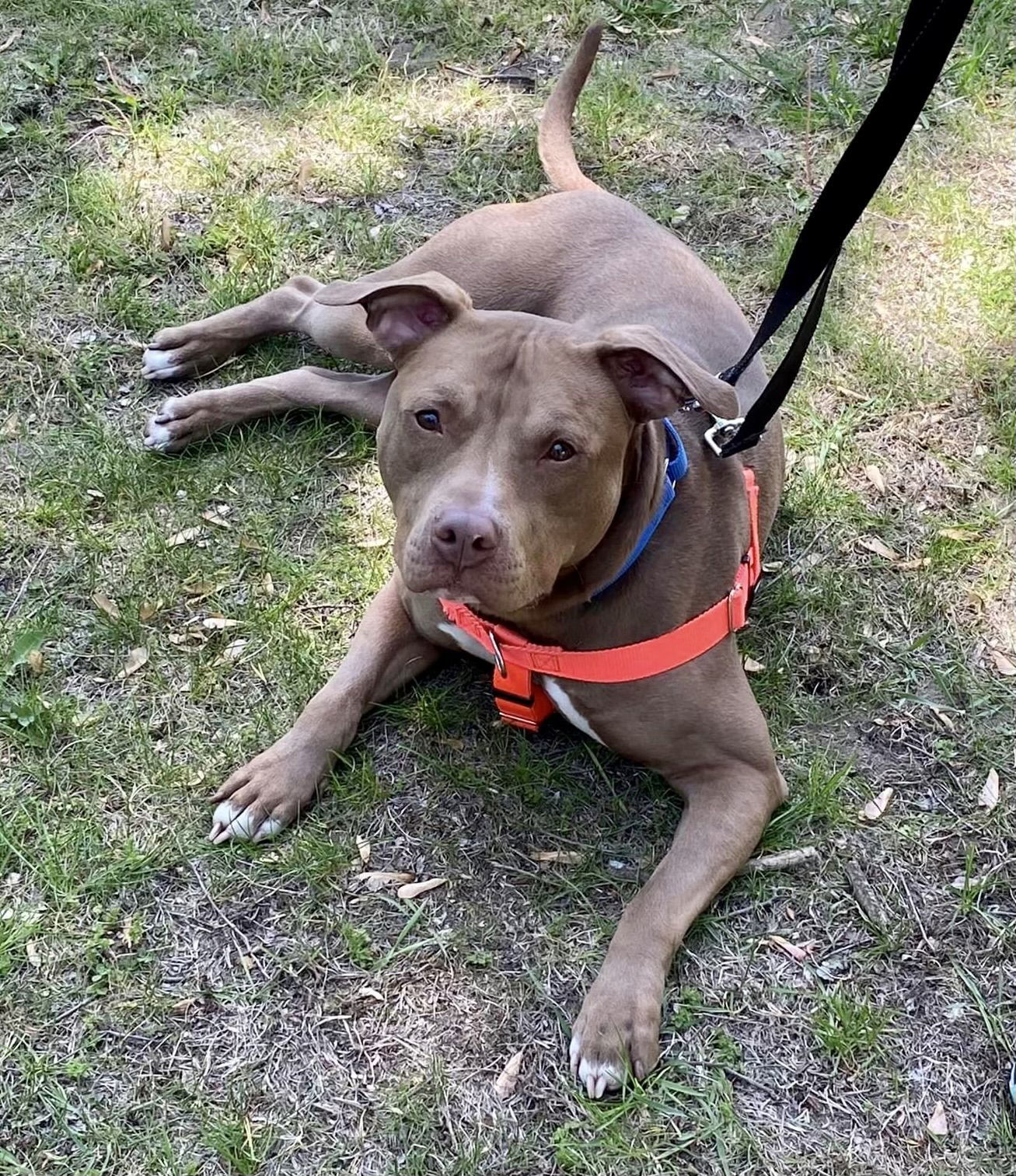 Thorfinn, an adoptable Pit Bull Terrier in Livonia, MI, 48151 | Photo Image 2