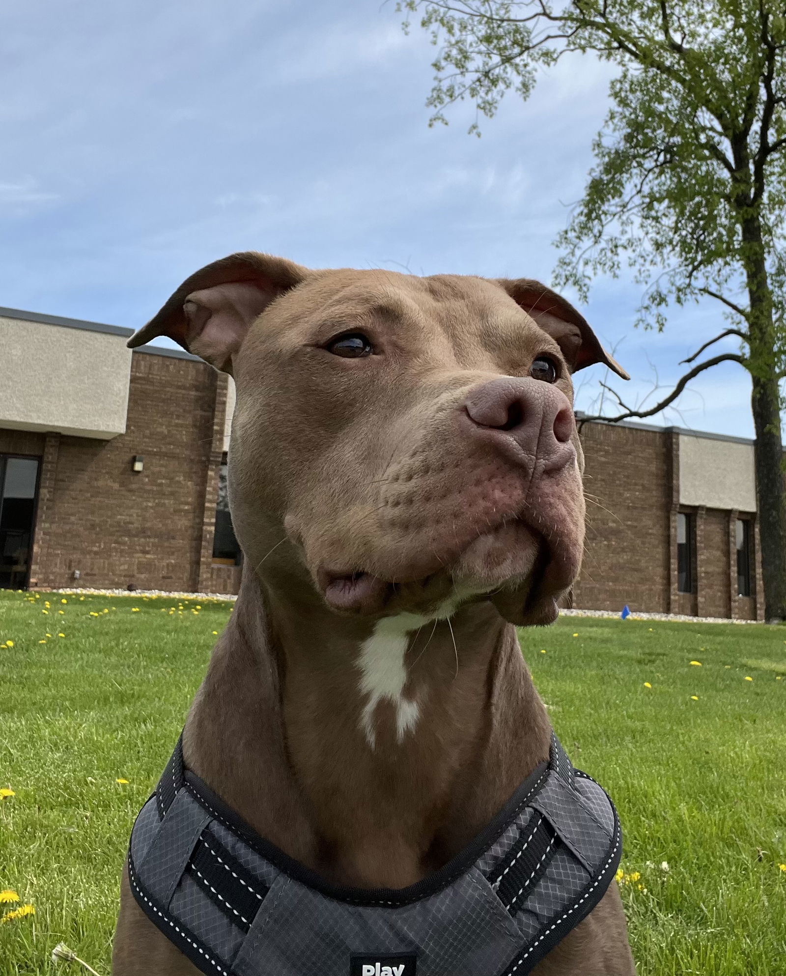 Thorfinn, an adoptable Pit Bull Terrier in Livonia, MI, 48151 | Photo Image 3