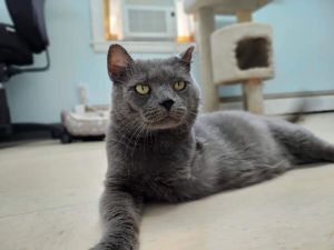 Smokey-Tripod- FIV+