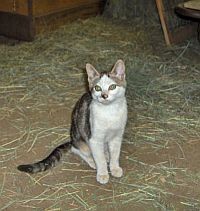 Barn/Outdoor Cats, an adoptable Domestic Short Hair, Tabby in Maple Valley, WA, 98038 | Photo Image 2