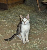 Semi-feral mama cats are in need of a good barn or workshop home as soon as thei