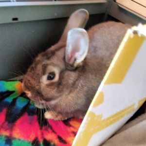 Oreo Bunny Rabbit Rabbit