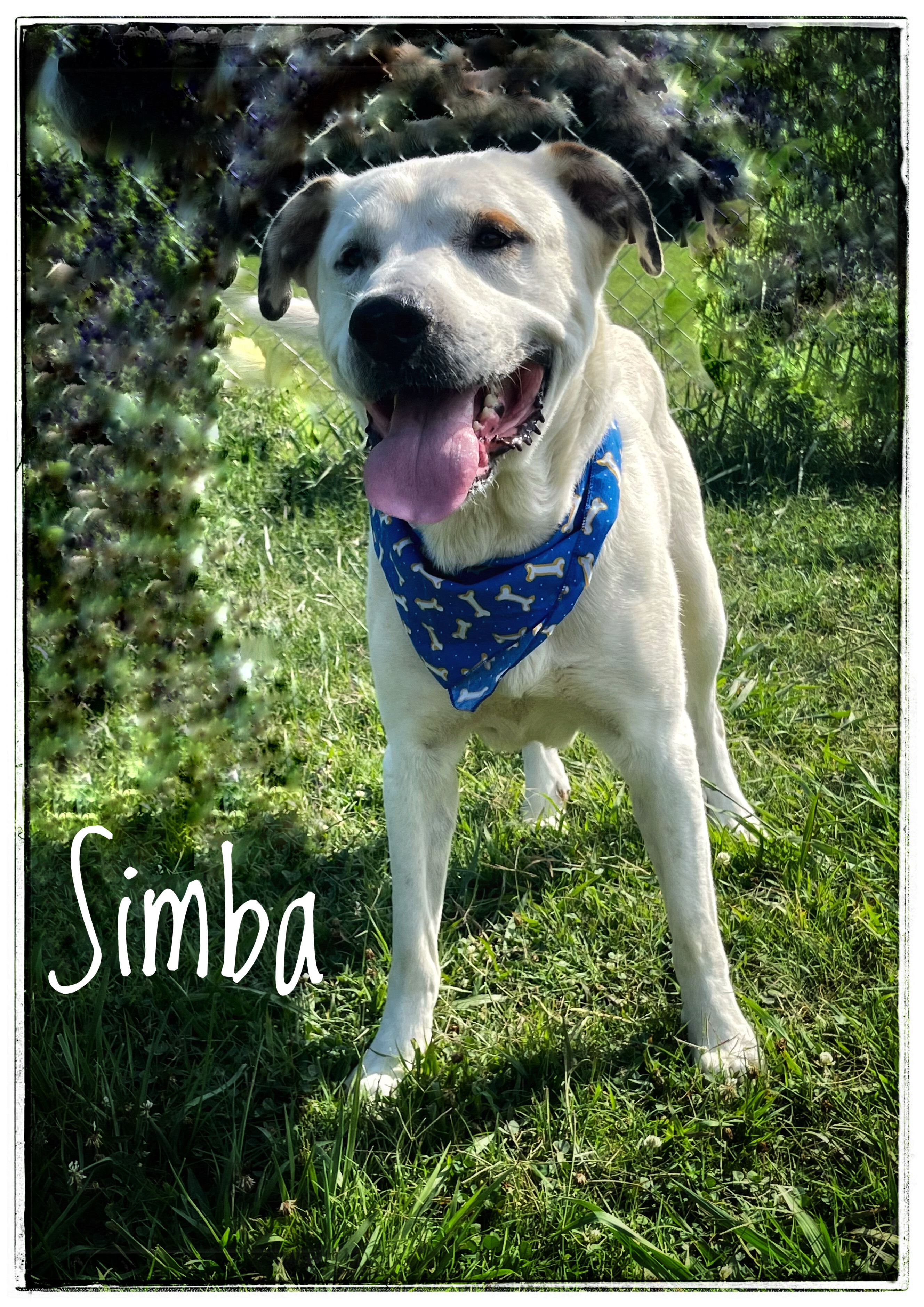 Simba