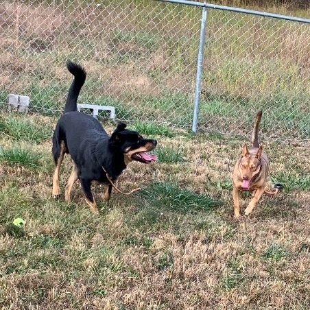 BANE (Neutered!), an adoptable Rottweiler in Crossville, TN, 38571 | Photo Image 2