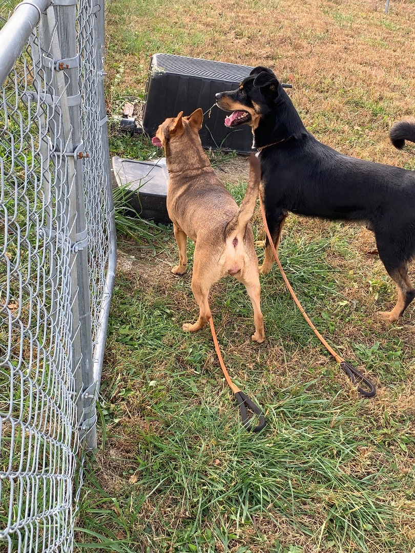BANE (Neutered!), an adoptable Rottweiler in Crossville, TN, 38571 | Photo Image 3