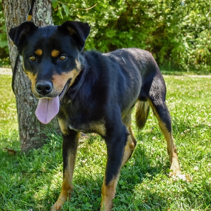 BANE (Neutered!), an adoptable Rottweiler in Crossville, TN, 38571 | Photo Image 1