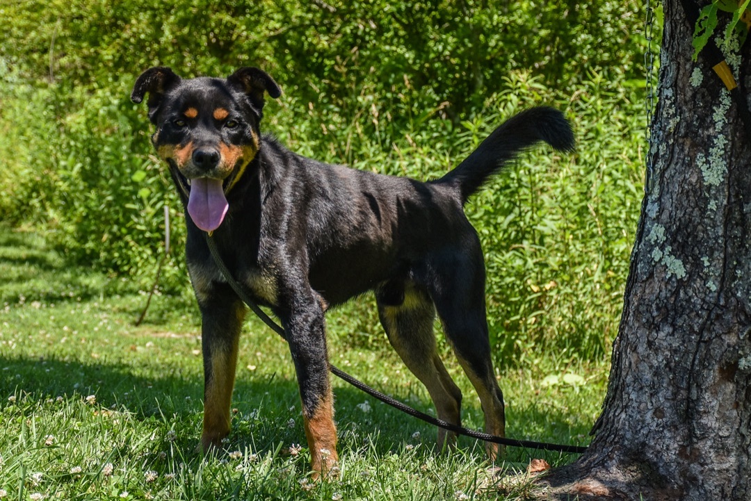 BANE (Neutered!), an adoptable Rottweiler in Crossville, TN, 38571 | Photo Image 4