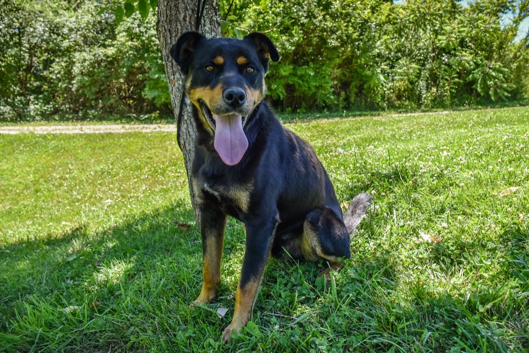 BANE (Neutered!), an adoptable Rottweiler in Crossville, TN, 38571 | Photo Image 5