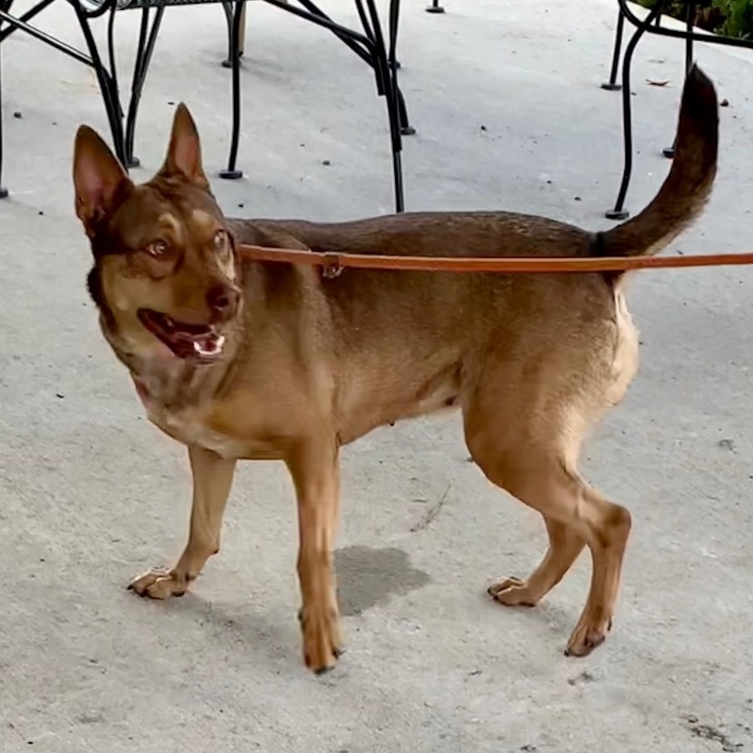 BELLA, an adoptable Belgian Shepherd / Malinois in Crossville, TN, 38571 | Photo Image 2