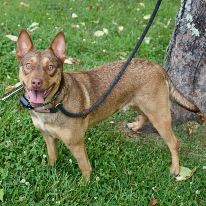 BELLA, an adoptable Belgian Shepherd / Malinois in Crossville, TN, 38571 | Photo Image 2