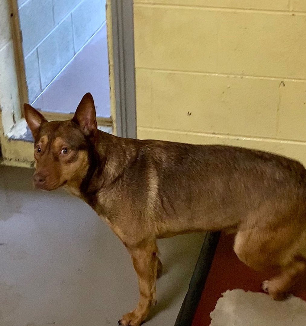 BELLA, an adoptable Belgian Shepherd / Malinois in Crossville, TN, 38571 | Photo Image 3