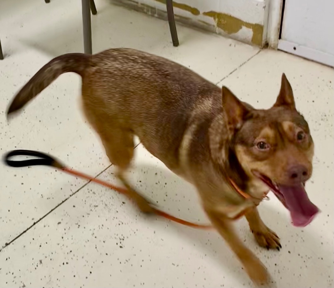 BELLA, an adoptable Belgian Shepherd / Malinois in Crossville, TN, 38571 | Photo Image 5