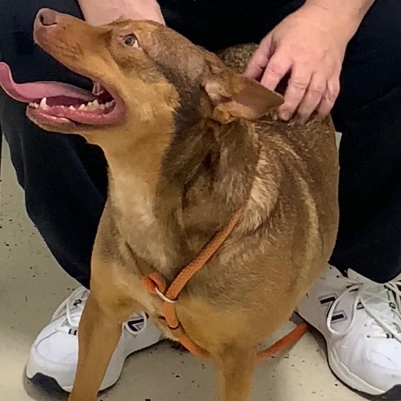 BELLA, an adoptable Belgian Shepherd / Malinois in Crossville, TN, 38571 | Photo Image 6