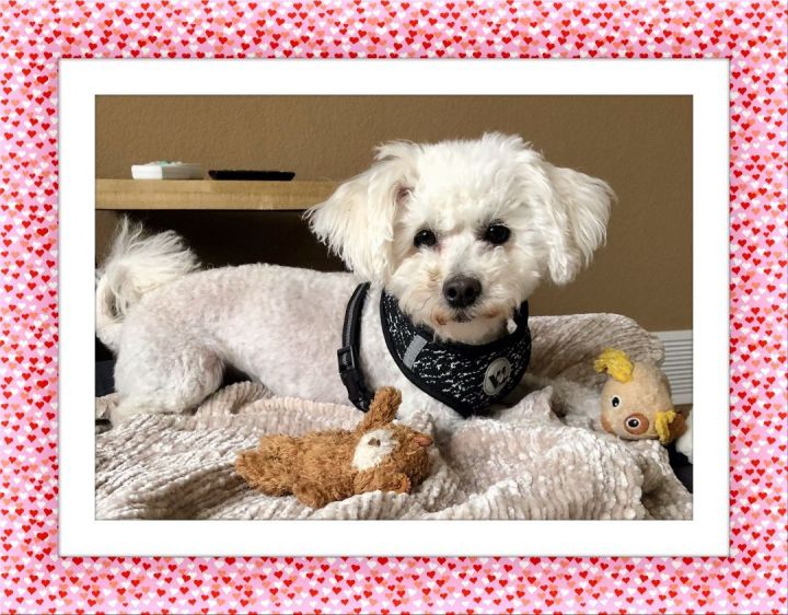 Adopted!! Rosie - CO, an adopted Bichon Frise in Denver, CO_image-1