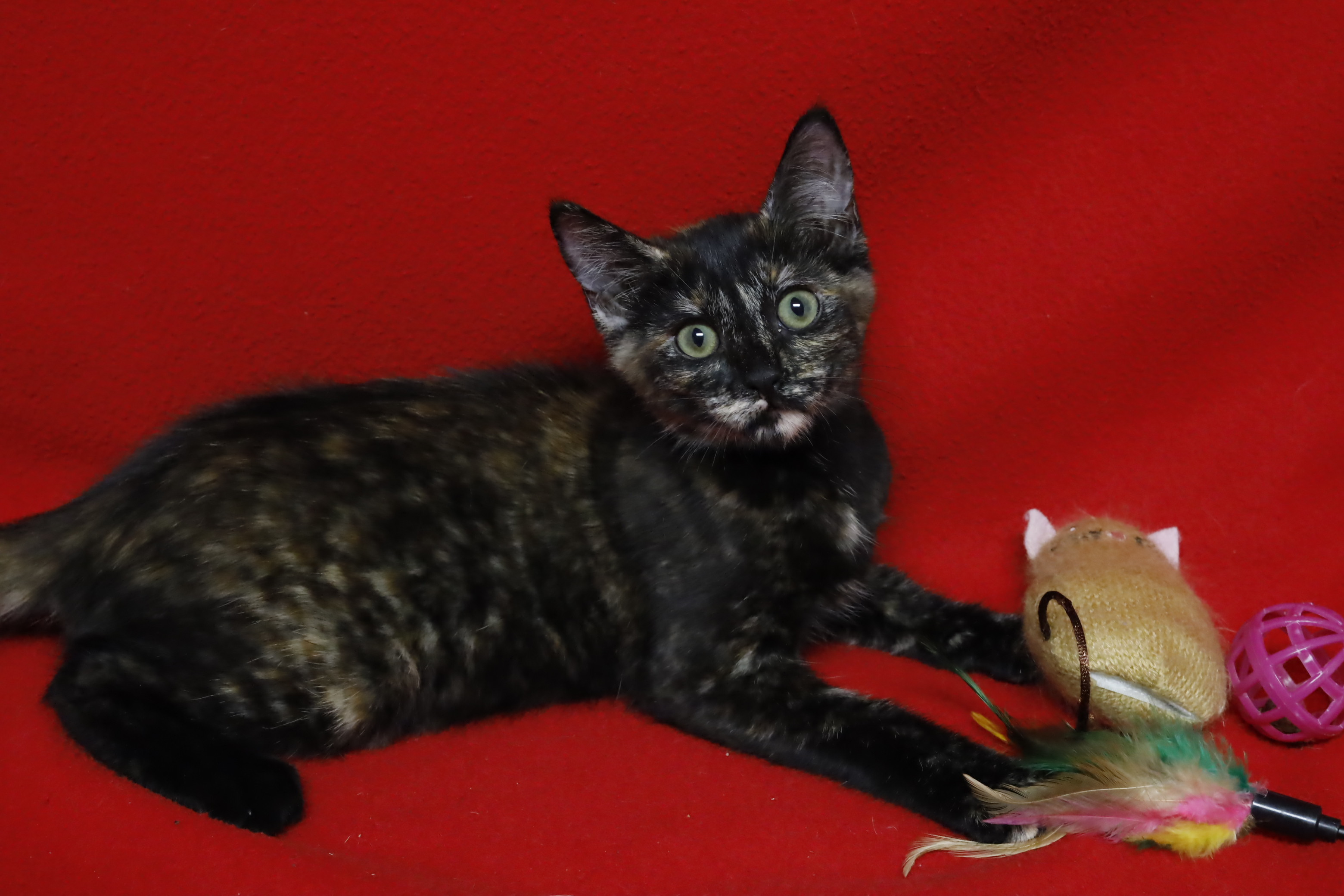 Pippa, an adoptable Domestic Short Hair, Tortoiseshell in Fountain Hills, AZ, 85268 | Photo Image 2