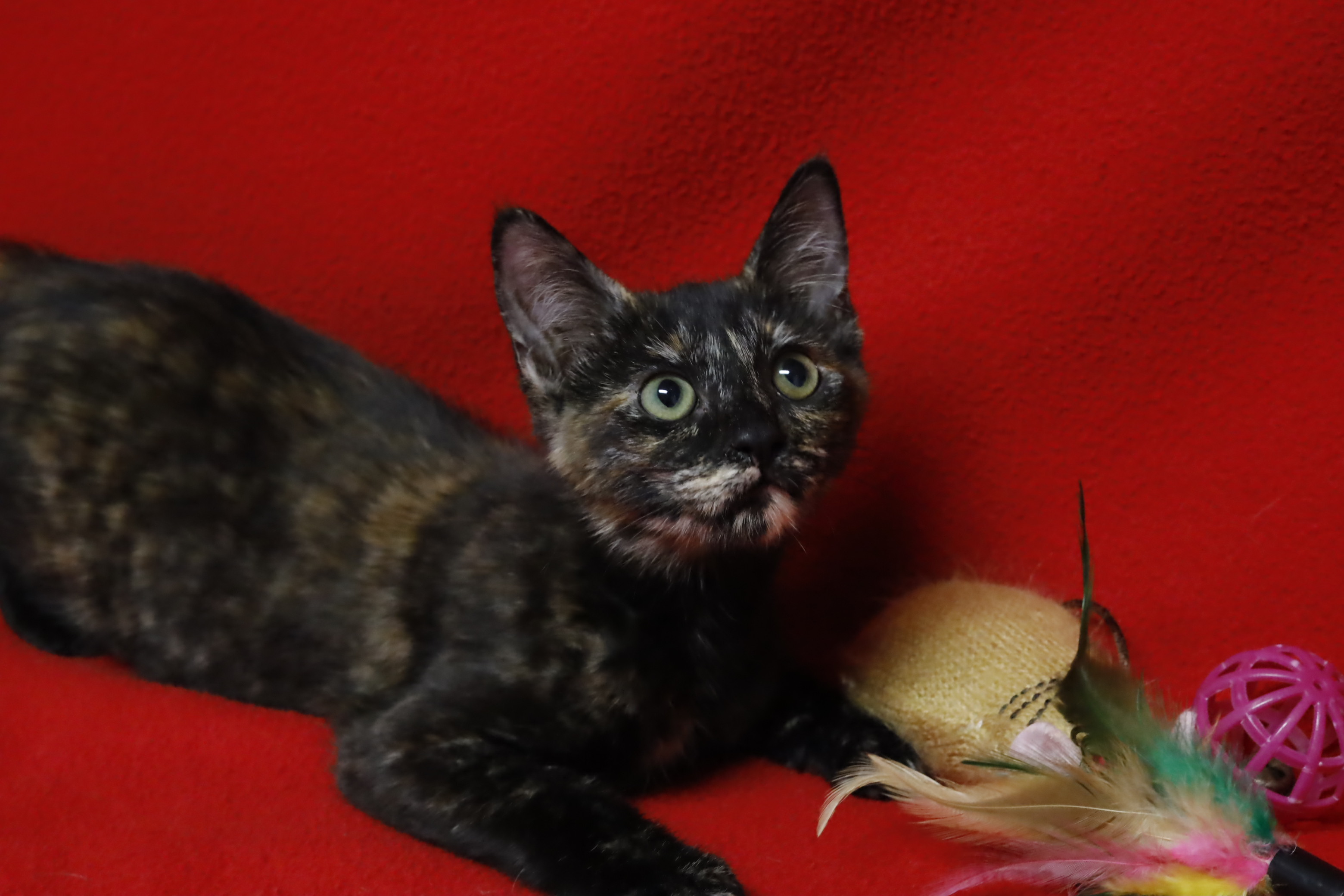 Pippa, an adoptable Domestic Short Hair, Tortoiseshell in Fountain Hills, AZ, 85268 | Photo Image 4
