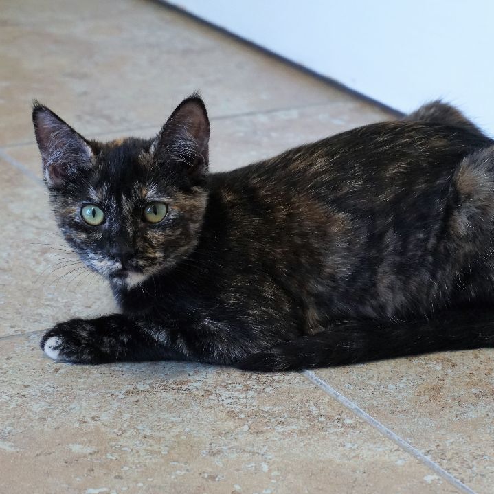 Pippa, an adoptable Domestic Short Hair, Tortoiseshell in Fountain Hills, AZ, 85268 | Photo Image 5