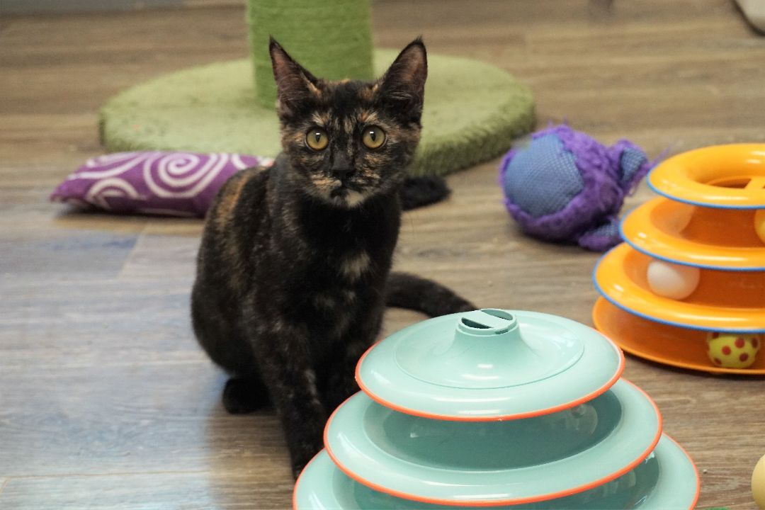 Pippa, an adoptable Domestic Short Hair, Tortoiseshell in Fountain Hills, AZ, 85268 | Photo Image 6