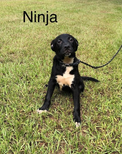 Ninja